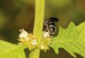 09 zesvlekkige groefbij Lasioglossum sexnotatum f op wolfpoot Stalberg De Hamert_resize